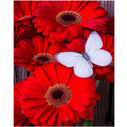 Red Daisies - DIY Painting By Numbers Kit