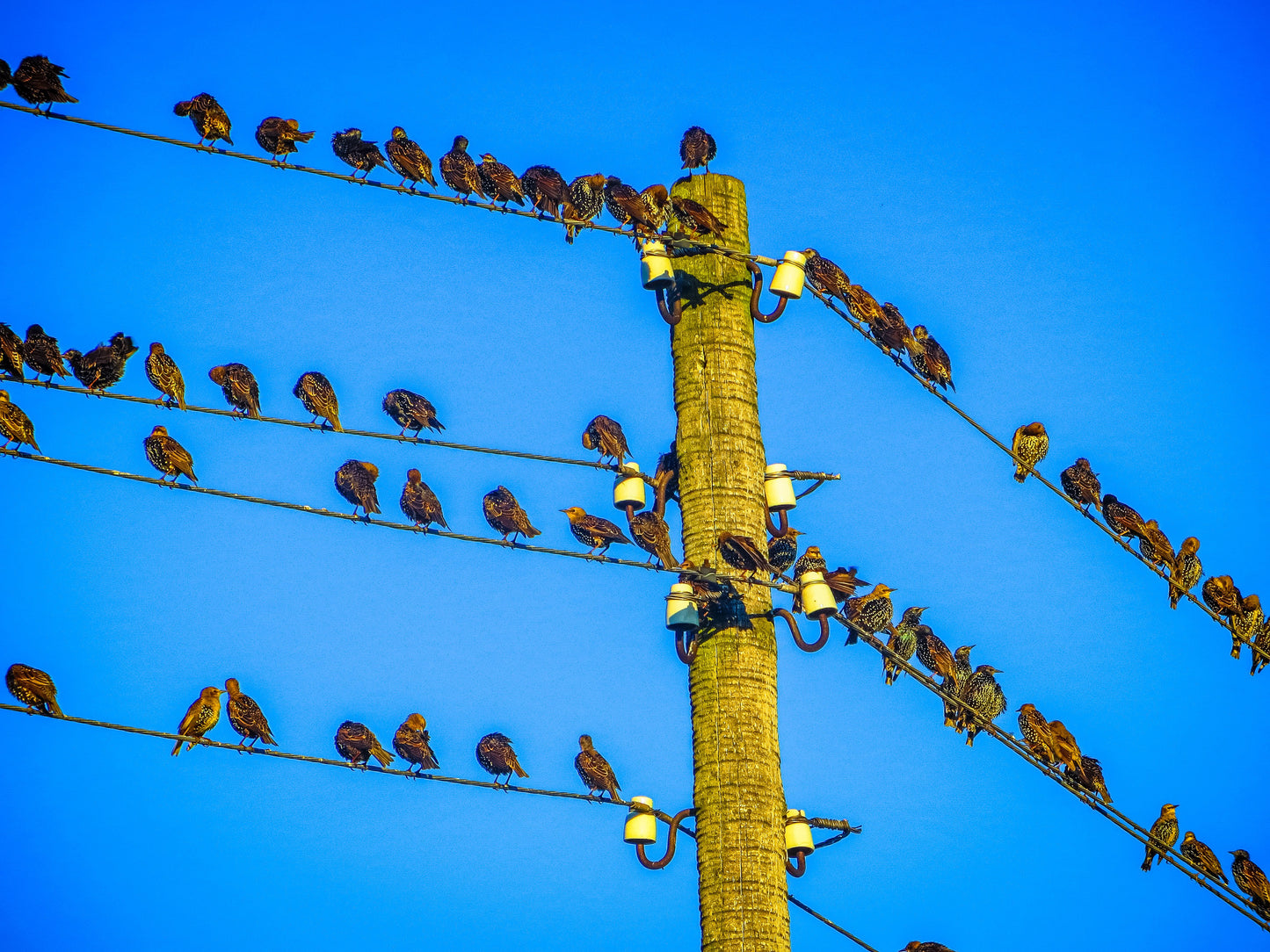 Birds On Wires - DIY Painting By Numbers Kit