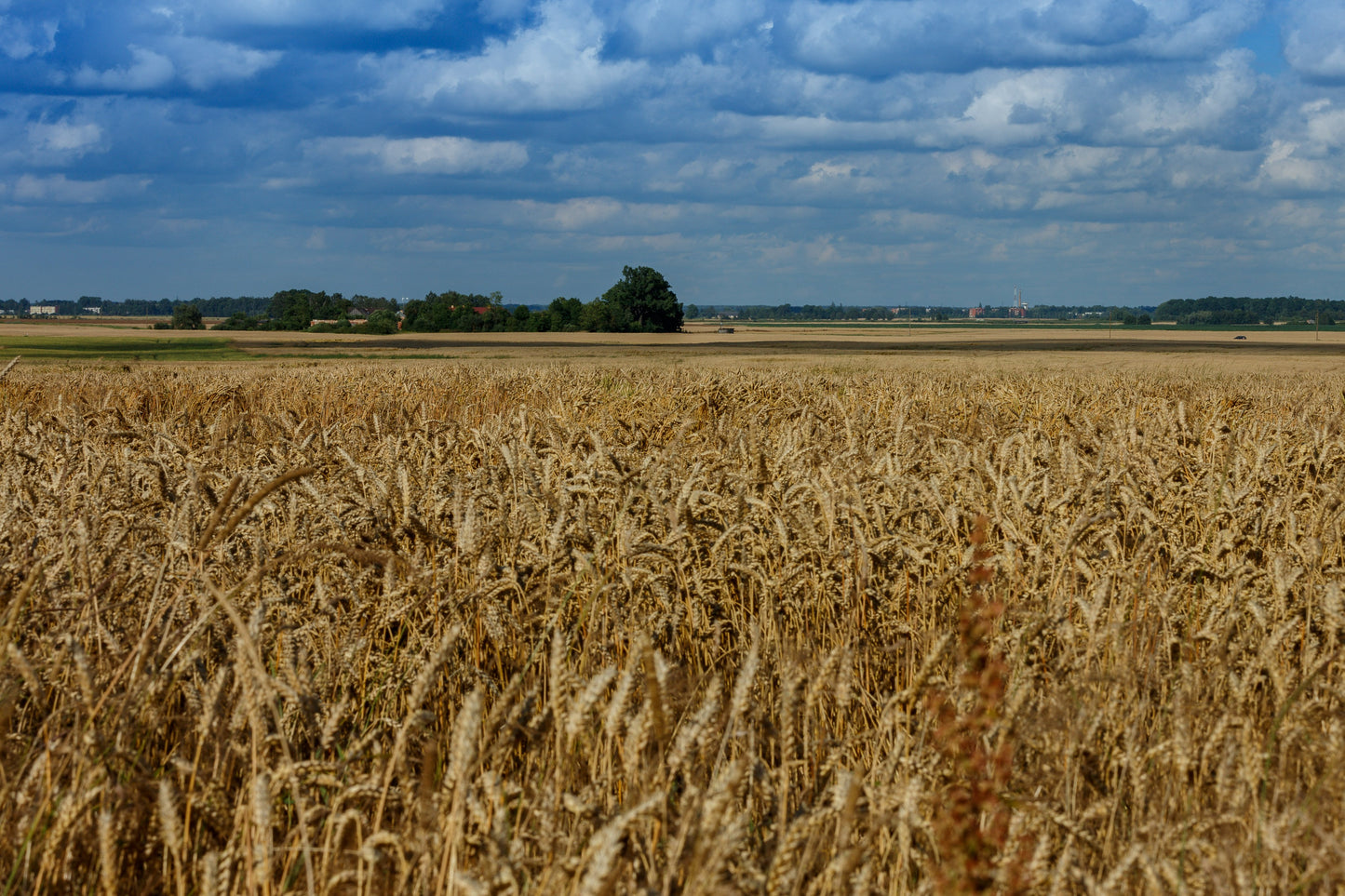 Wheat Field - DIY Painting By Numbers Kit