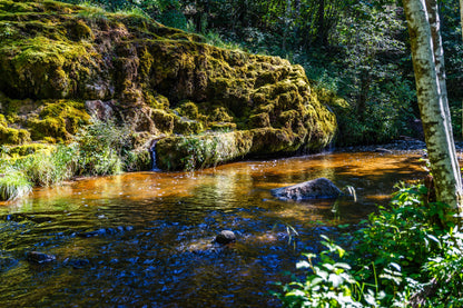 Riparian Forest - DIY Painting By Numbers Kit