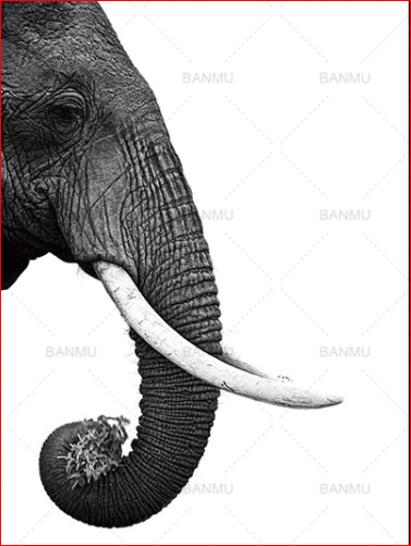 Elephant Profile - DIY Painting By Numbers Kit