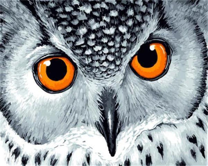 Yellow Eyed Owl - DIY Painting By Numbers Kit