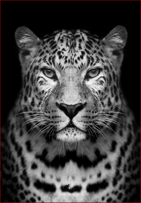 Leopard B&W - DIY Painting By Numbers Kit