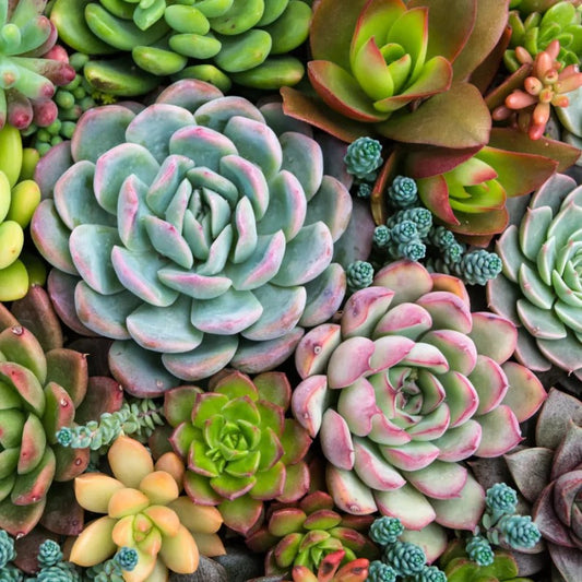 Sensitive Succulents- DIY Painting By Numbers Kit