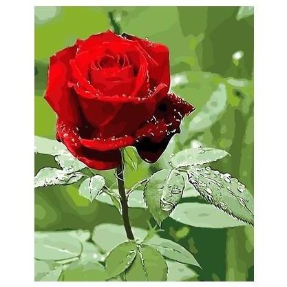 Beautiful Red Rose - DIY Painting By Numbers Kits