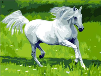 White Horse - DIY Painting By Numbers Kit