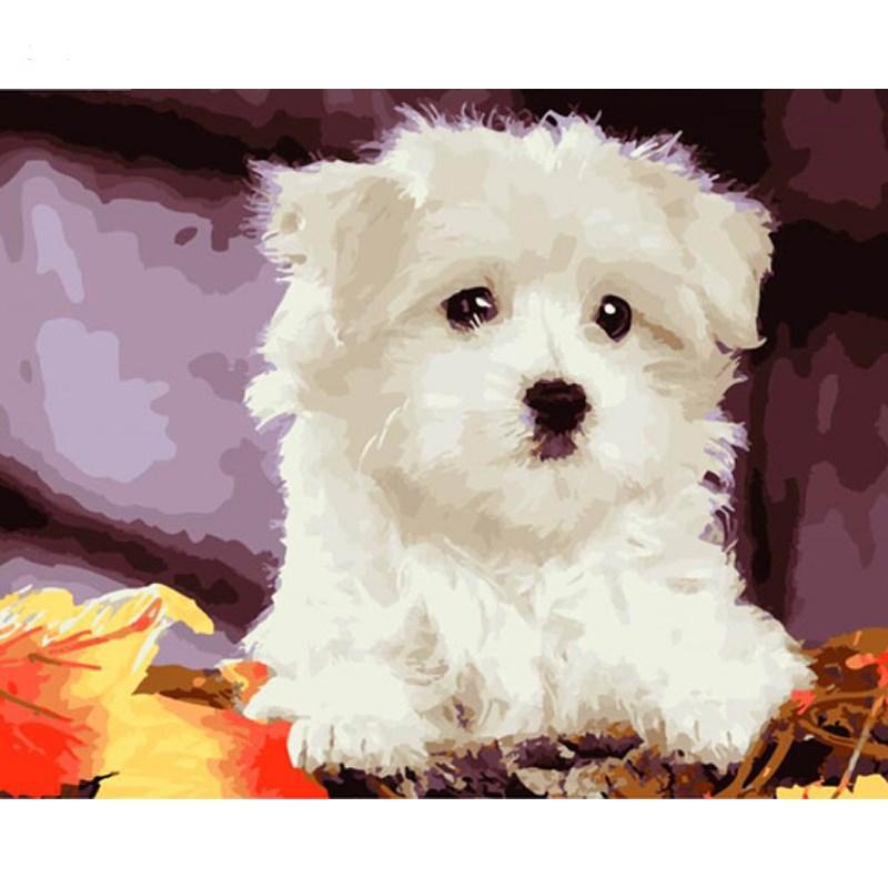 Cute White Puppy - DIY Painting By Numbers Kit