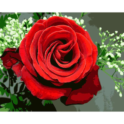 Red Rose - DIY Painting By Numbers Kit